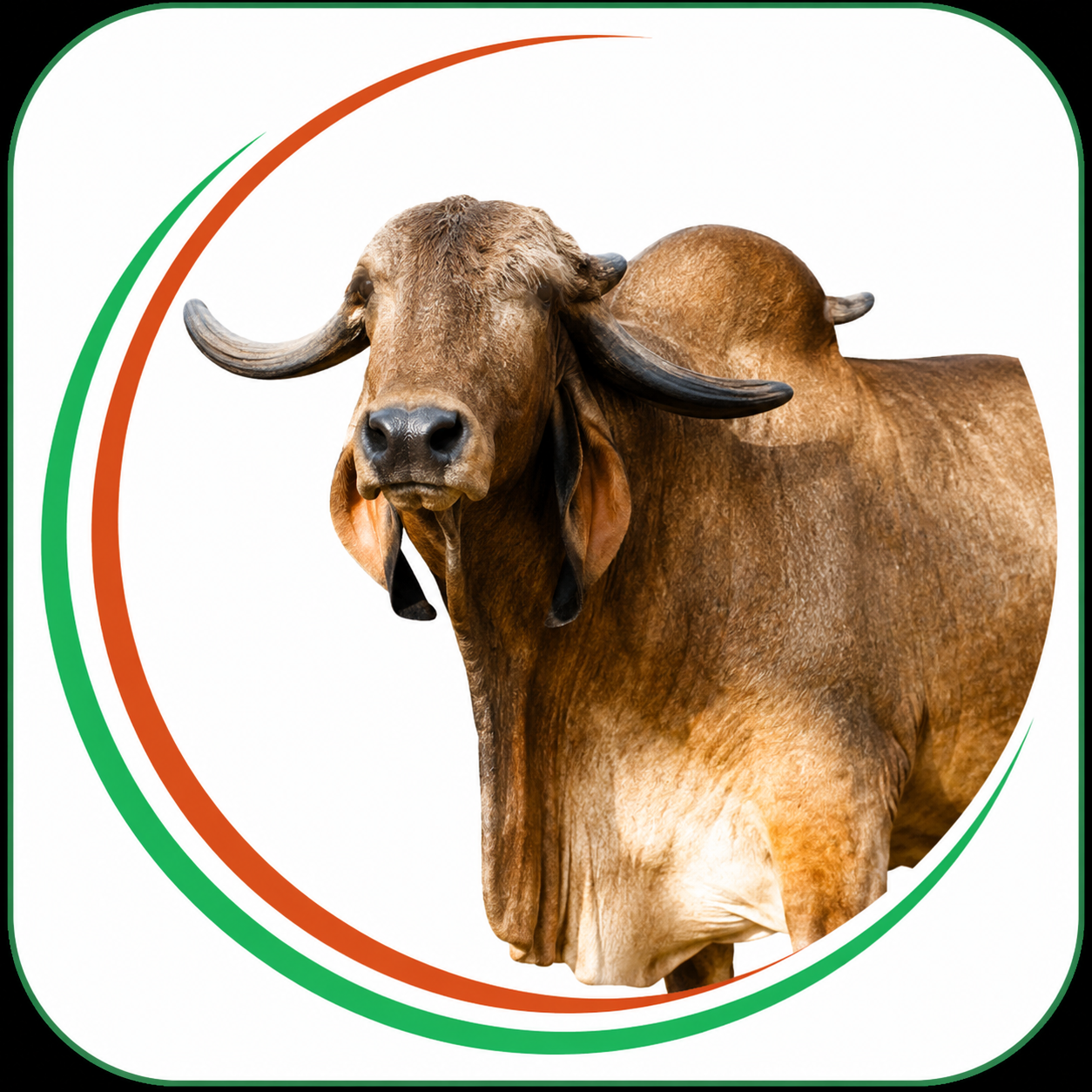 Gopalini Ghee
